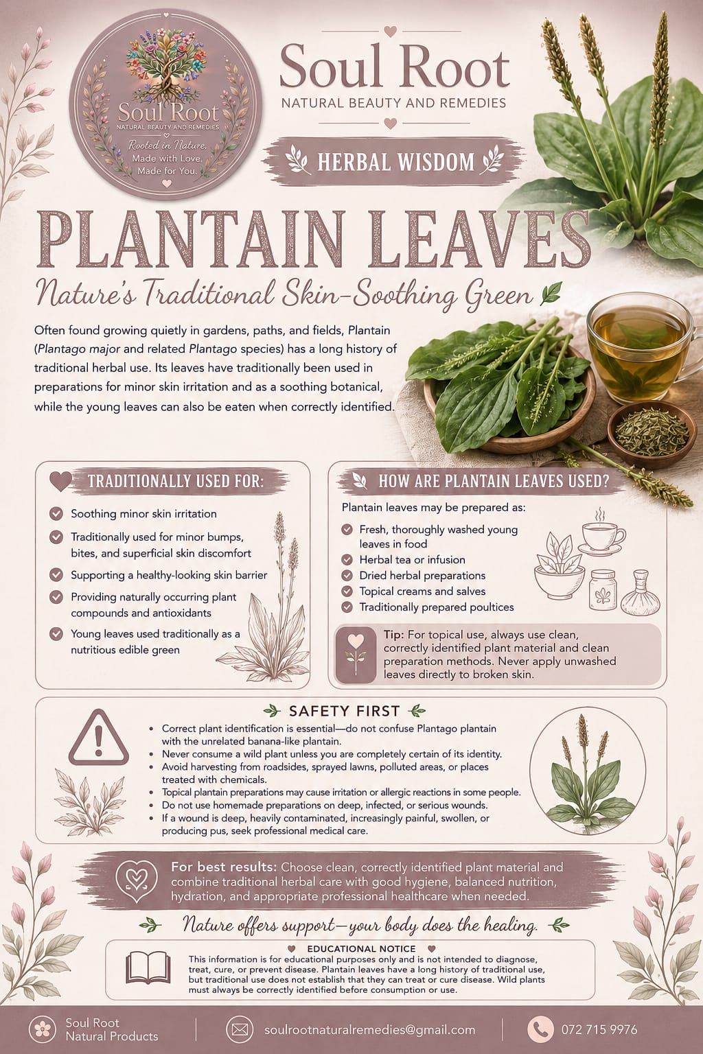 Plantain Leaves herbal information sheet listing Plantain Leaf