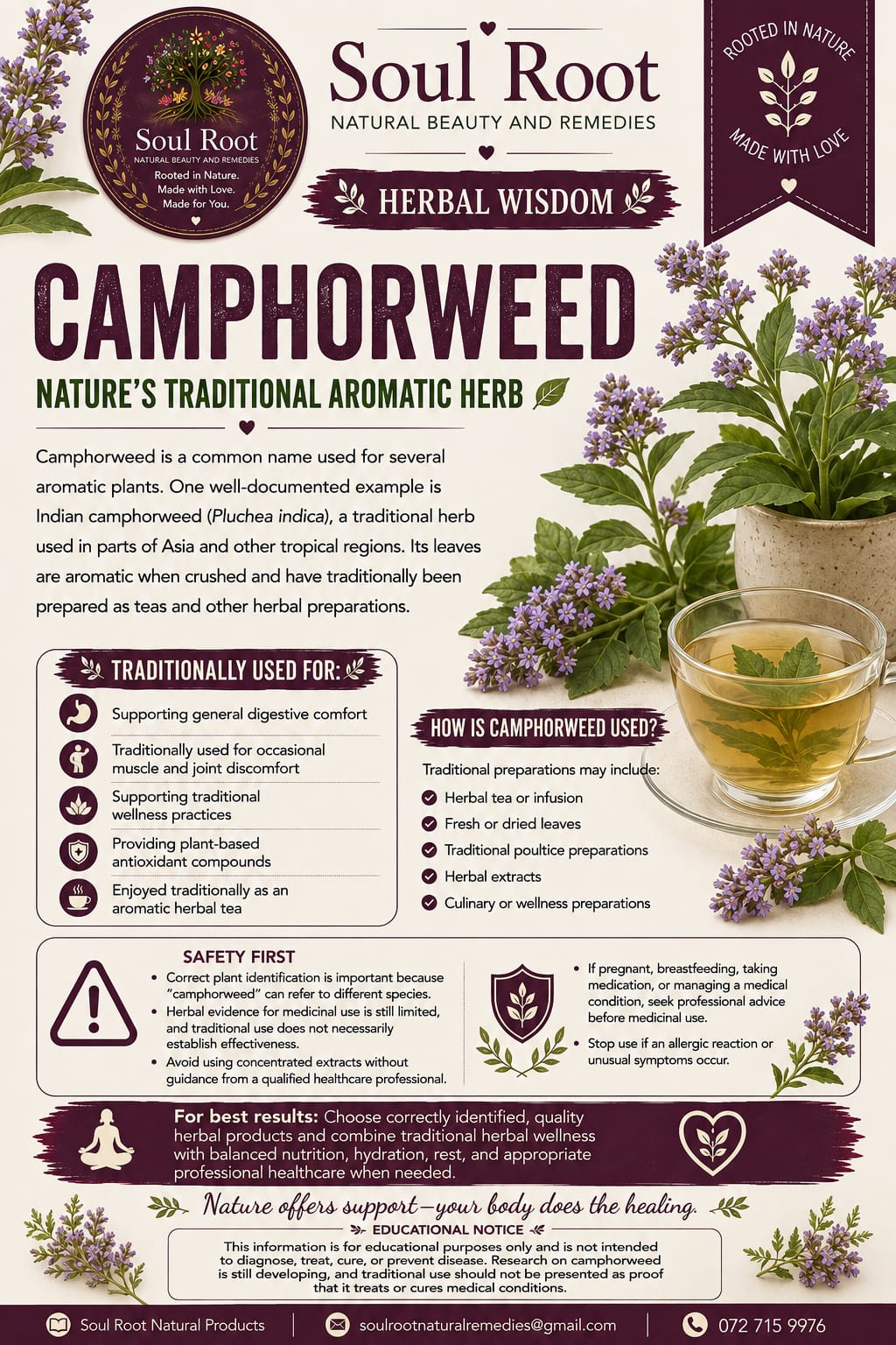 Camphorweed herbal information sheet listing Camphorweed